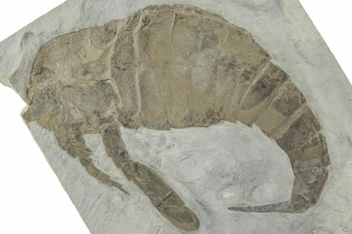 Sea Scorpion (Eurypterus) Fossil - New York #236953